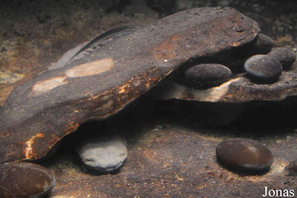 Cryptobranchus alleganiensis