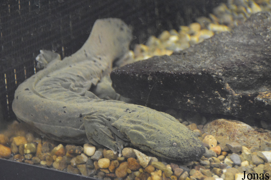Cryptobranchus alleganiensis