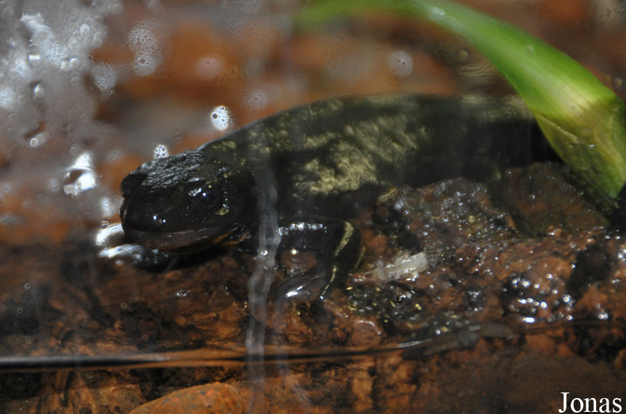 Cynops ensicauda popei