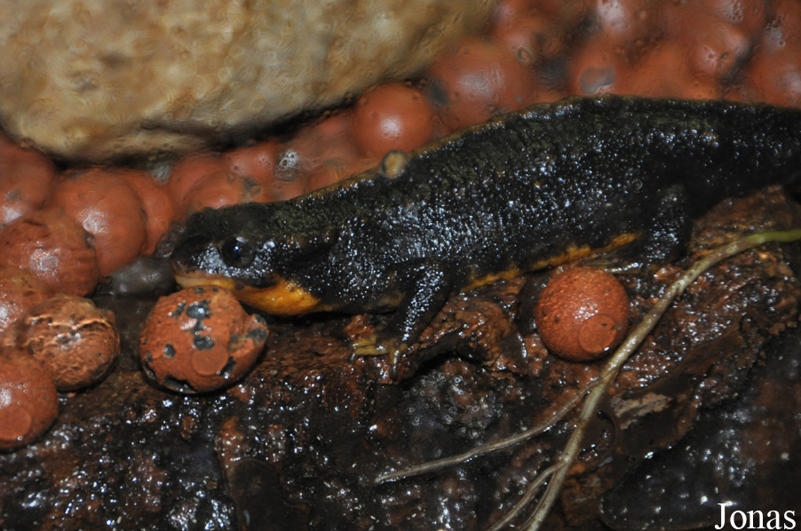 Cynops pyrrhogaster