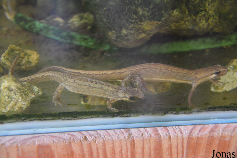 Lissotriton vulgaris
