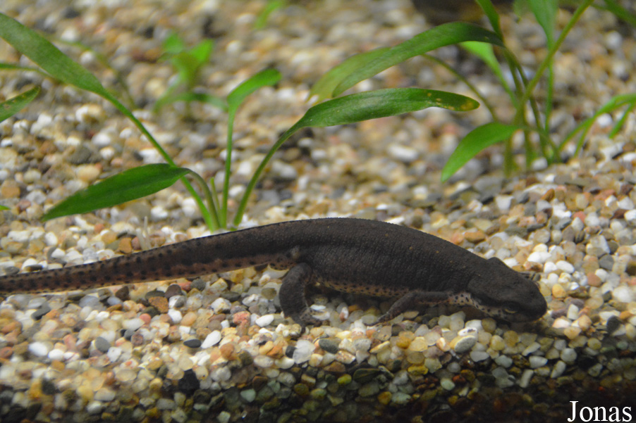 Notophthalmus viridescens