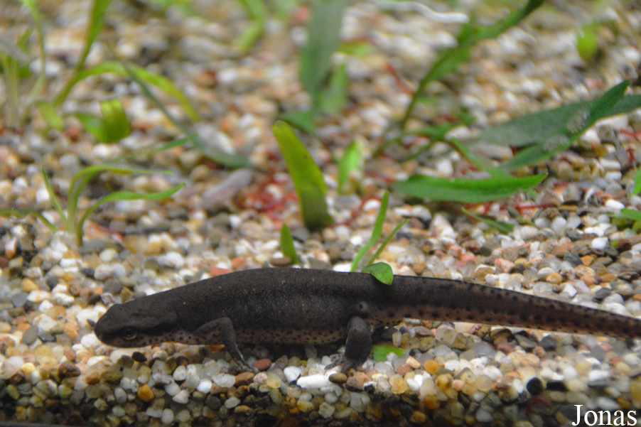 Notophthalmus viridescens