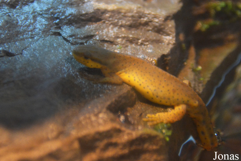 Notophthalmus viridescens