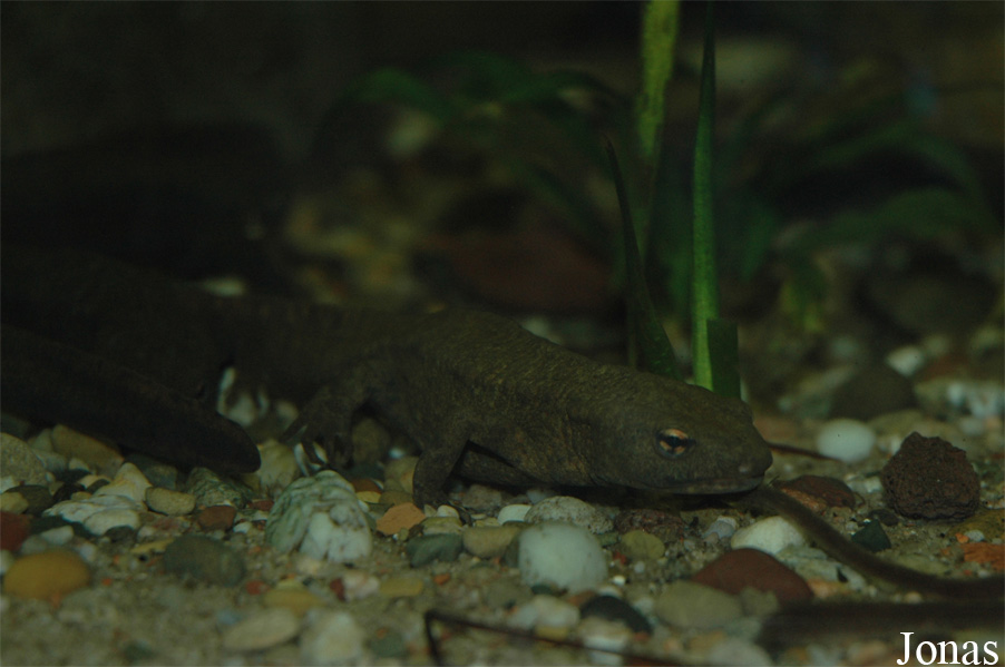 Paramesotriton hongkongensis