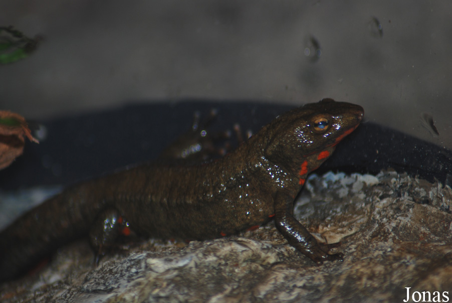 Paramesotriton hongkongensis