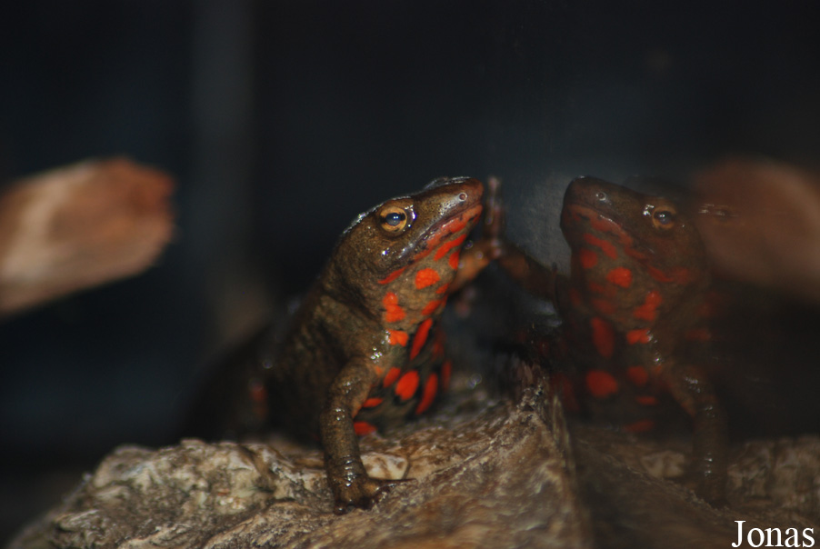 Paramesotriton hongkongensis