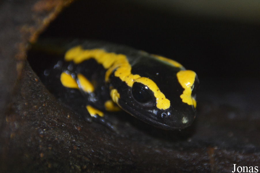 Salamandra salamandra