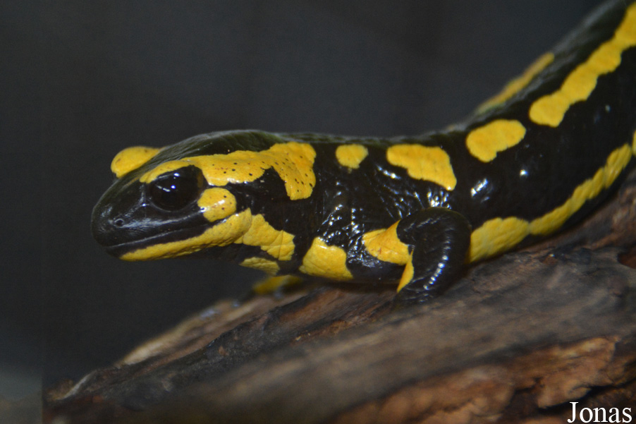 Salamandra salamandra
