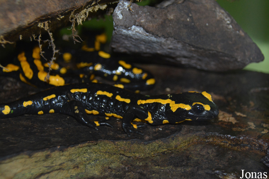 Salamandra salamandra