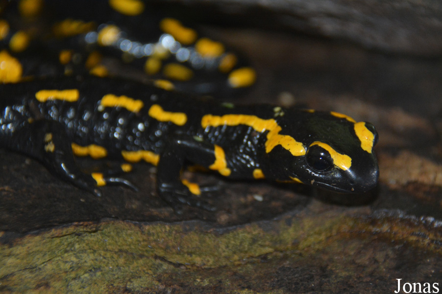 Salamandra salamandra