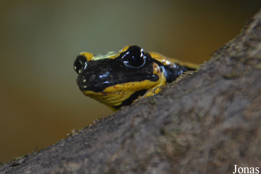 Salamandra salamandra