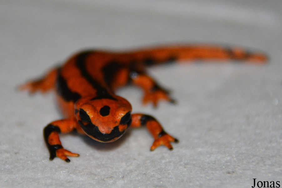 Salamandra salamandra