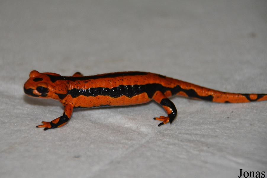 Salamandra salamandra