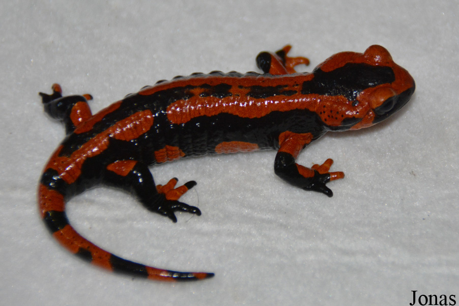Salamandra salamandra