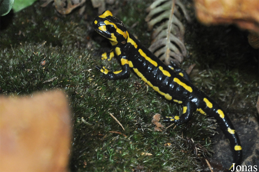Salamandra salamandra