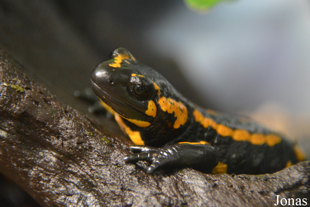 Salamandra salamandra