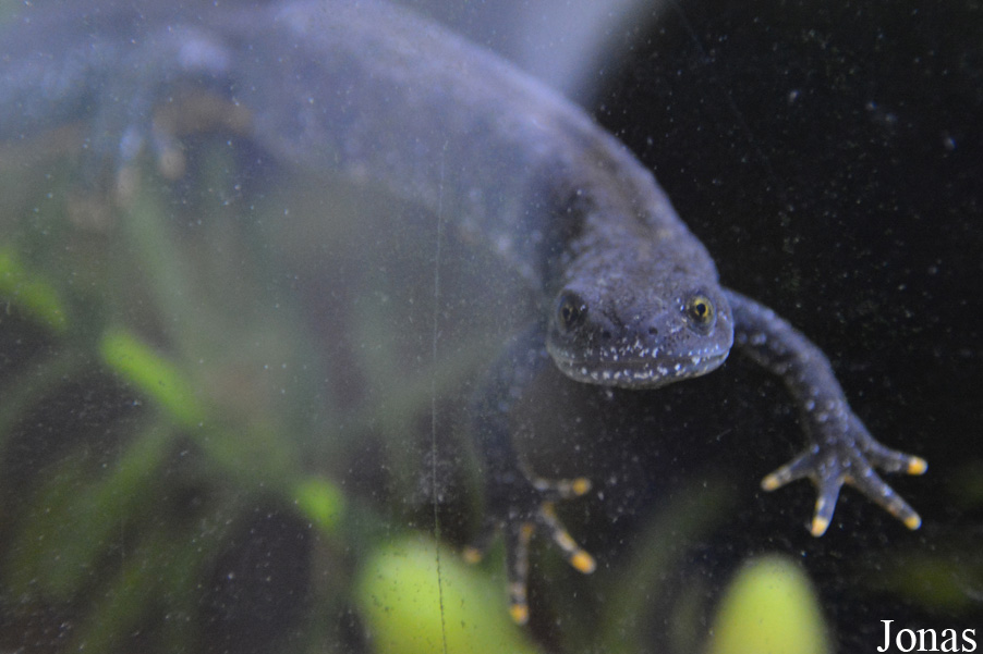 Triturus cristatus