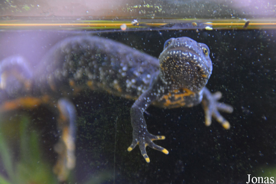 Triturus cristatus
