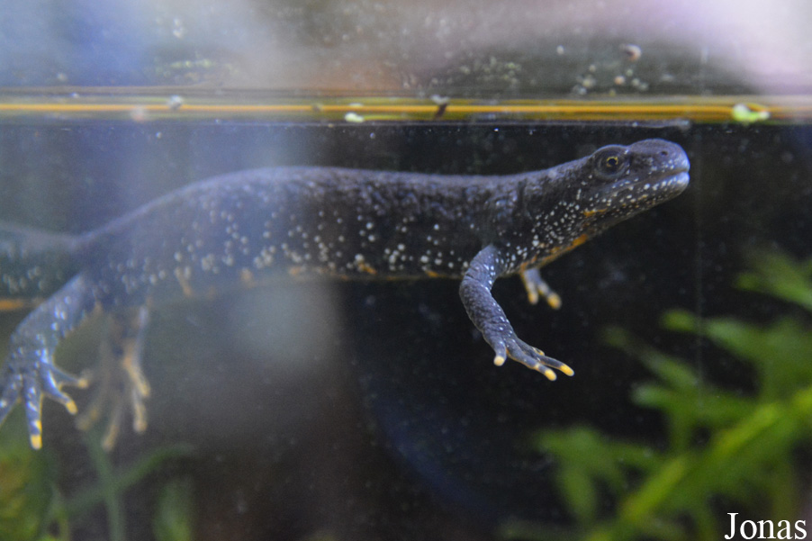 Triturus cristatus