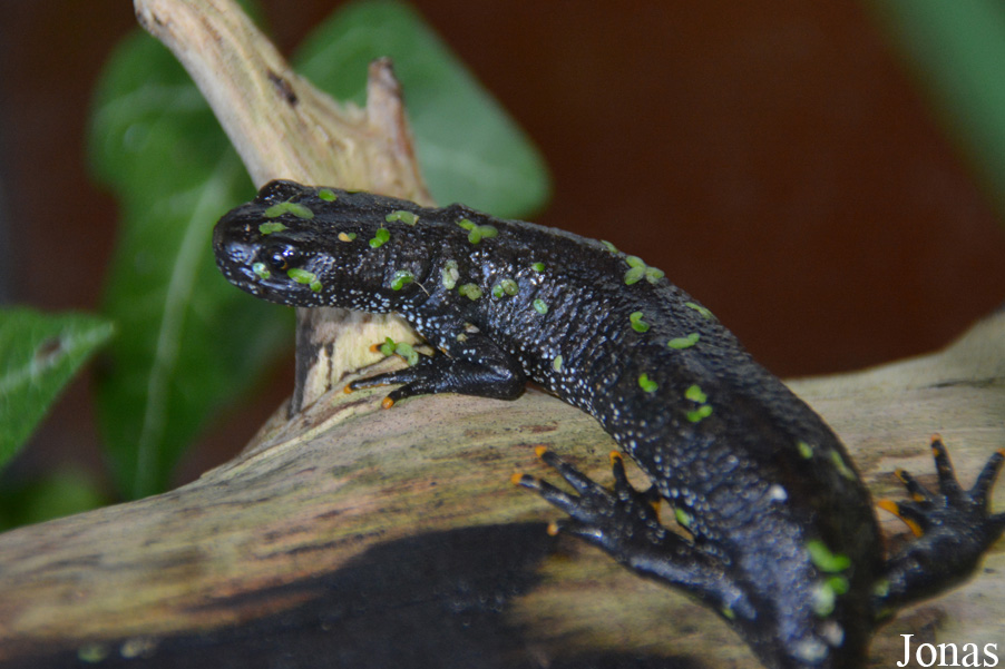 Triturus cristatus