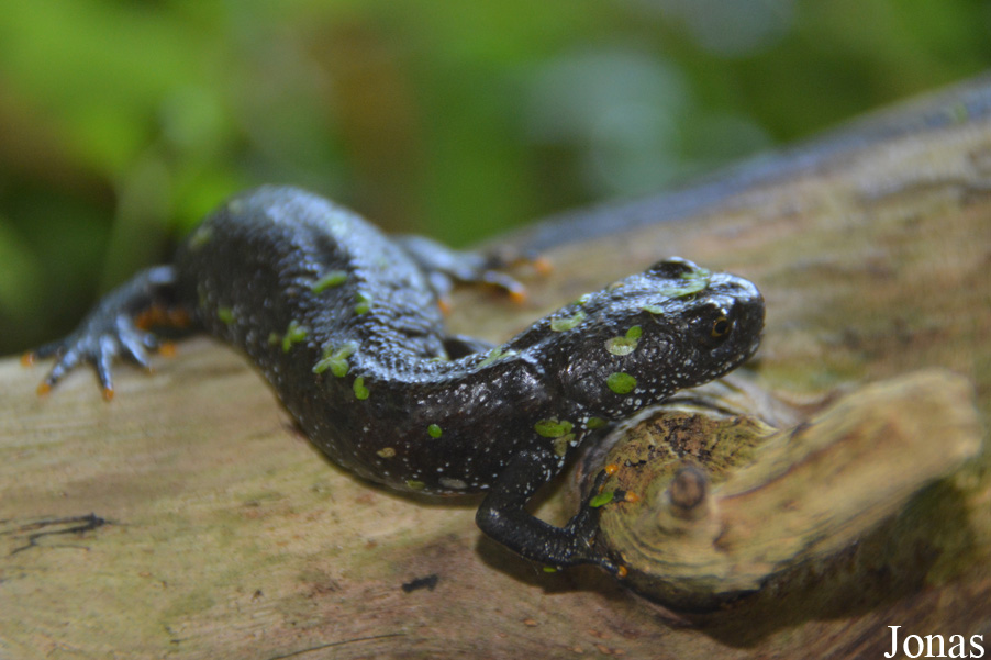 Triturus cristatus
