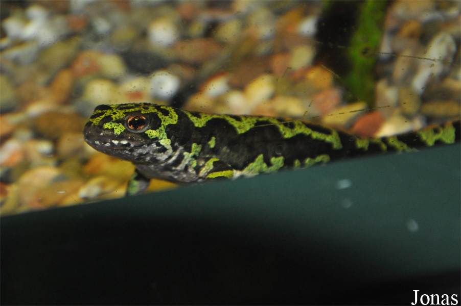 Triturus marmoratus