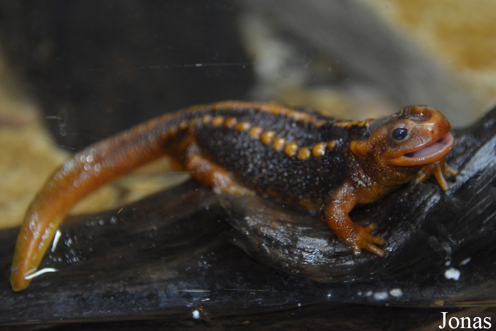 Tylototriton shanjing