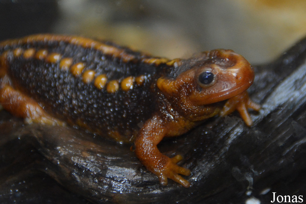 Tylototriton shanjing