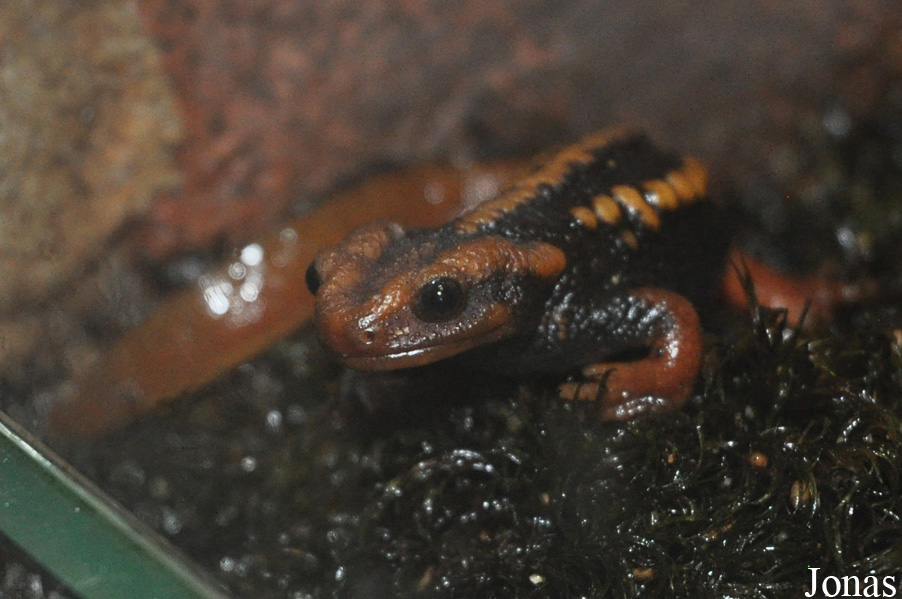 Tylototriton shanjing