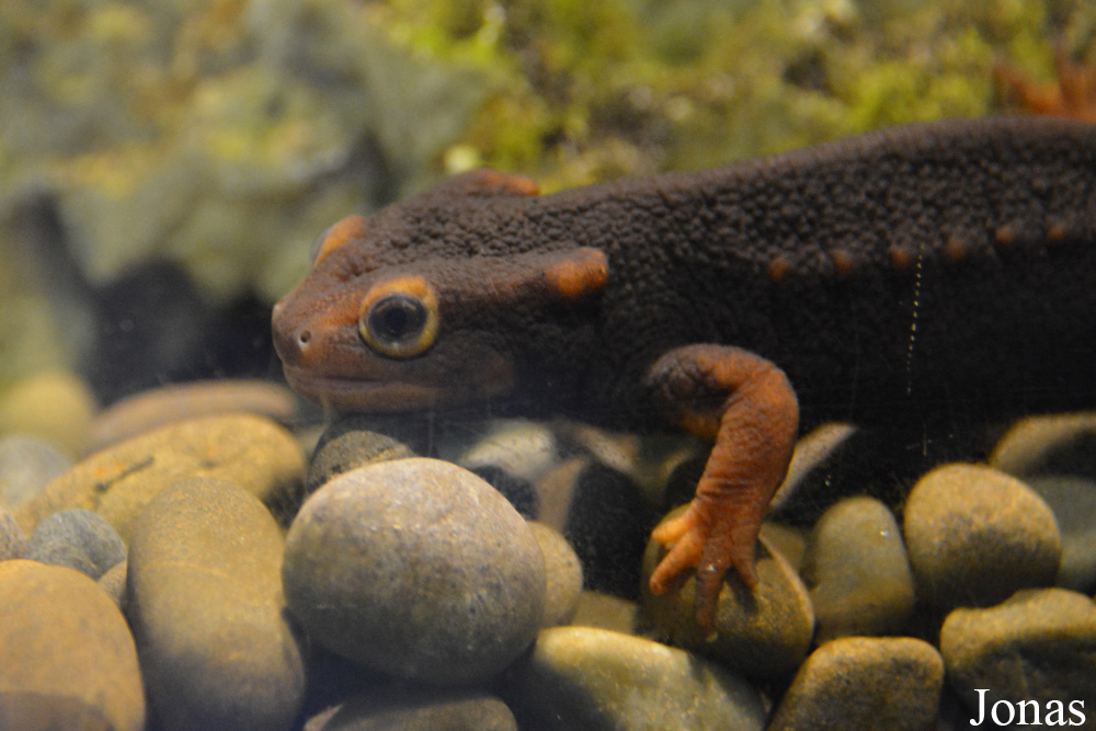 Tylototriton verrucosus