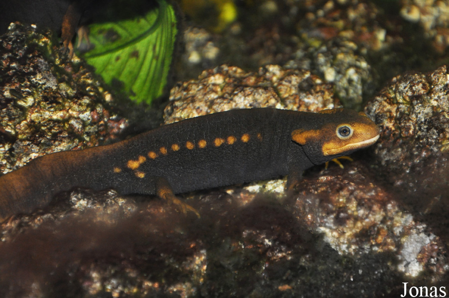 Tylototriton verrucosus