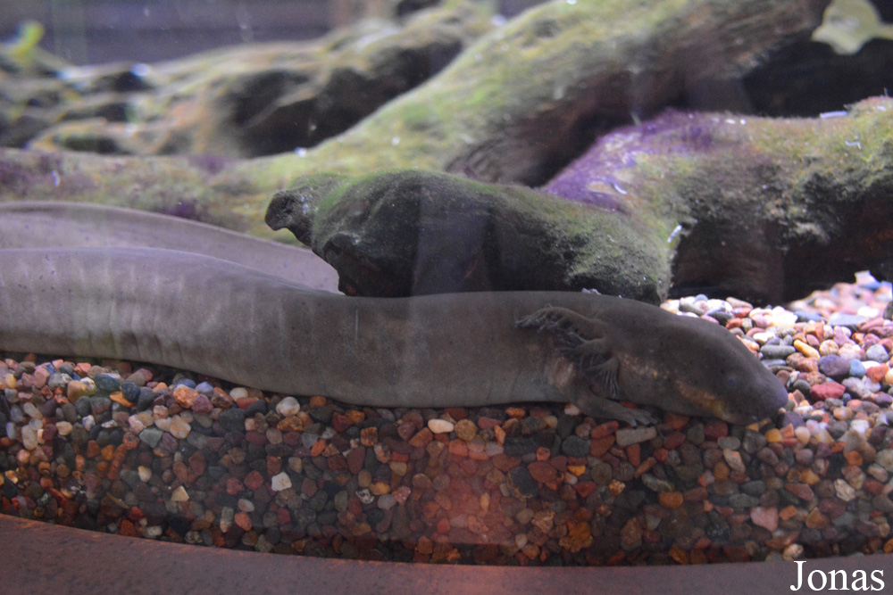 Siren intermedia