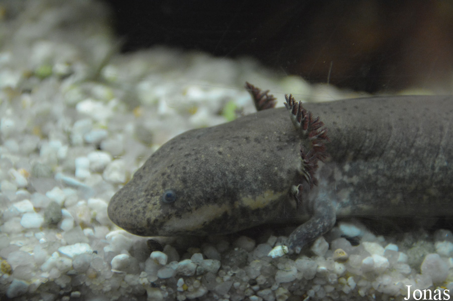 Siren intermedia