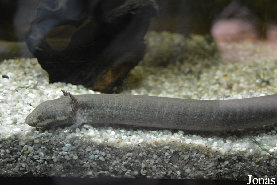 Siren intermedia