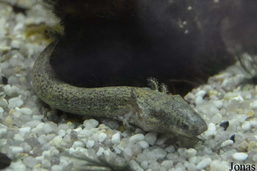 Siren intermedia
