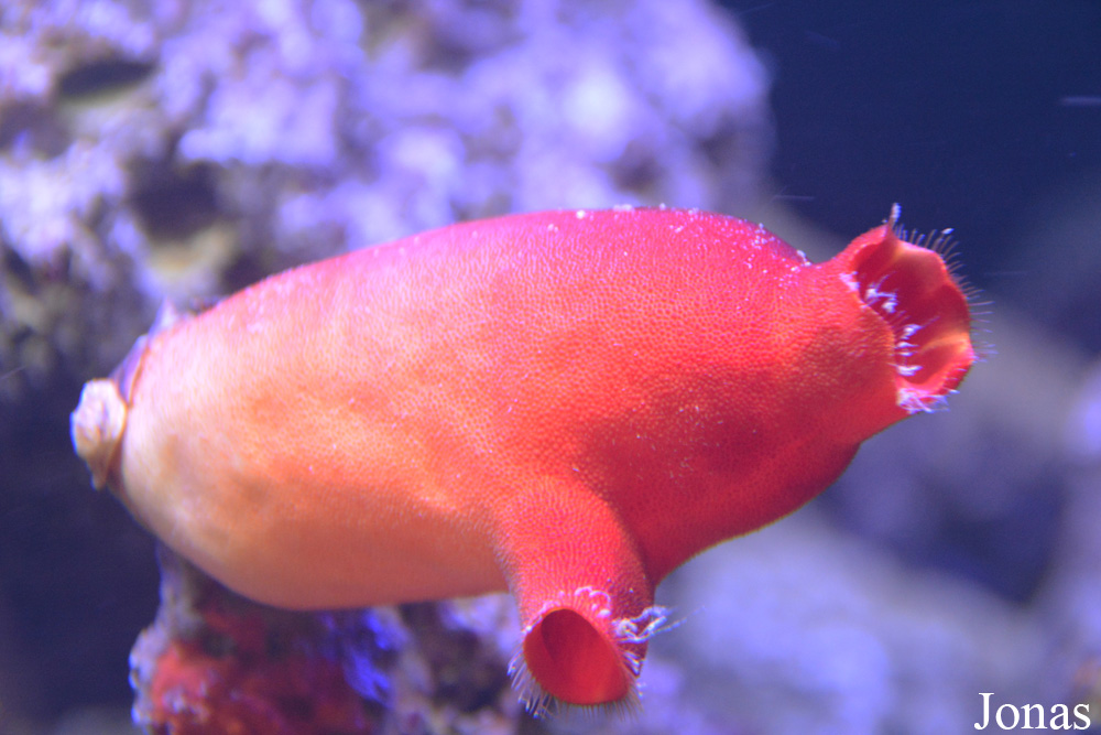 Halocynthia papillosa