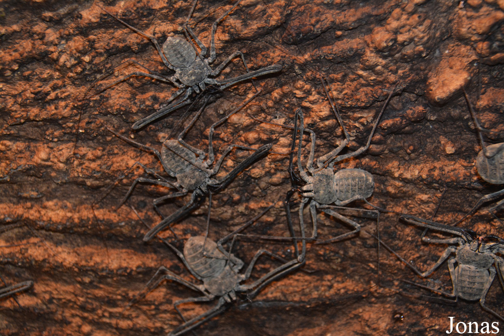 Damon variegatus