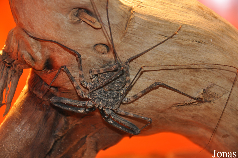 Damon variegatus