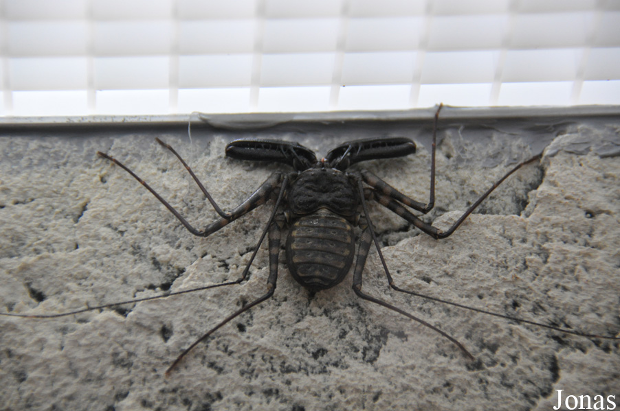 Damon variegatus