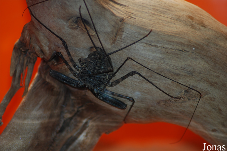 Damon variegatus