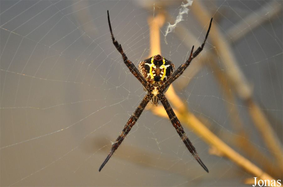 Argiope nigrovittata