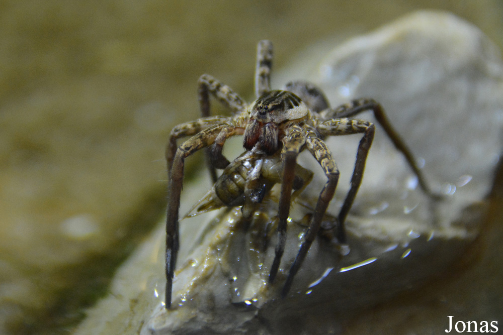 Ancylometes bogotensis