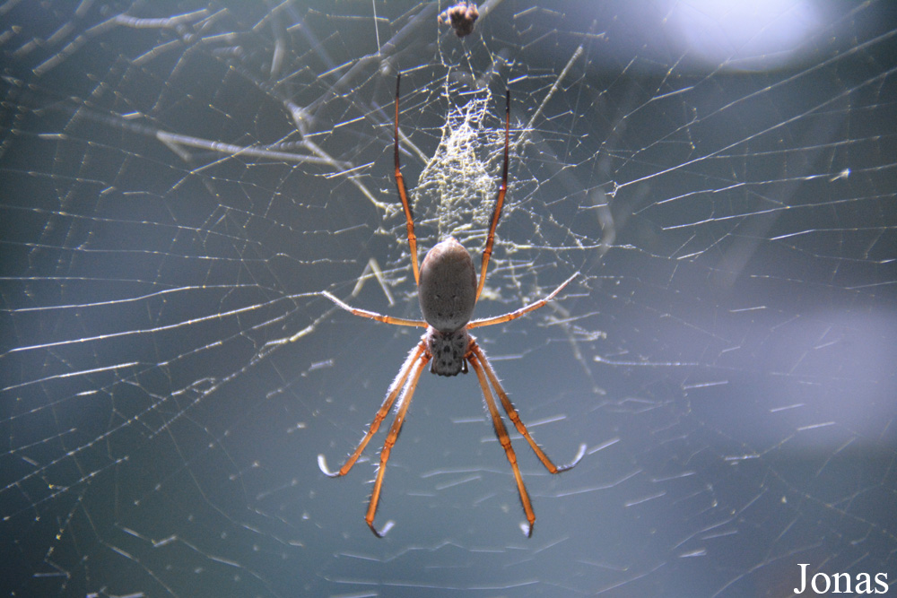 Nephila edulis