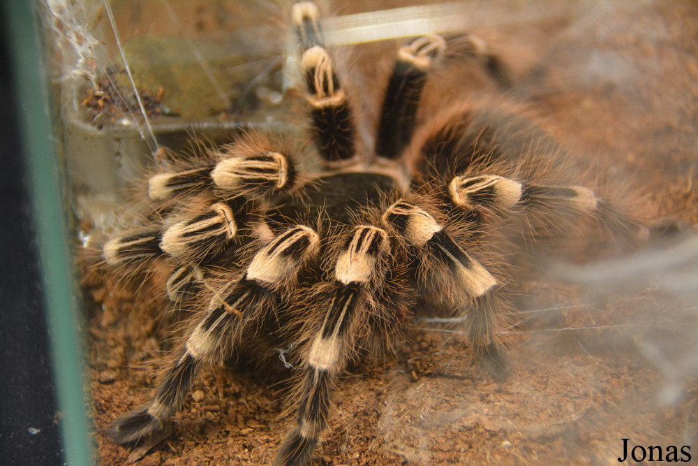 Acanthoscurria geniculata