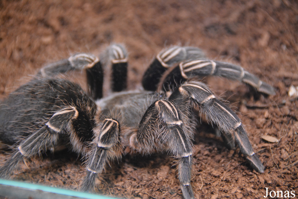 Aphonopelma seemanni