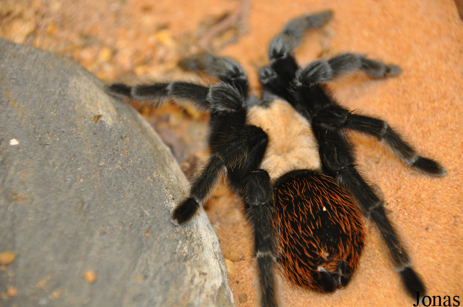 Brachypelma albiceps