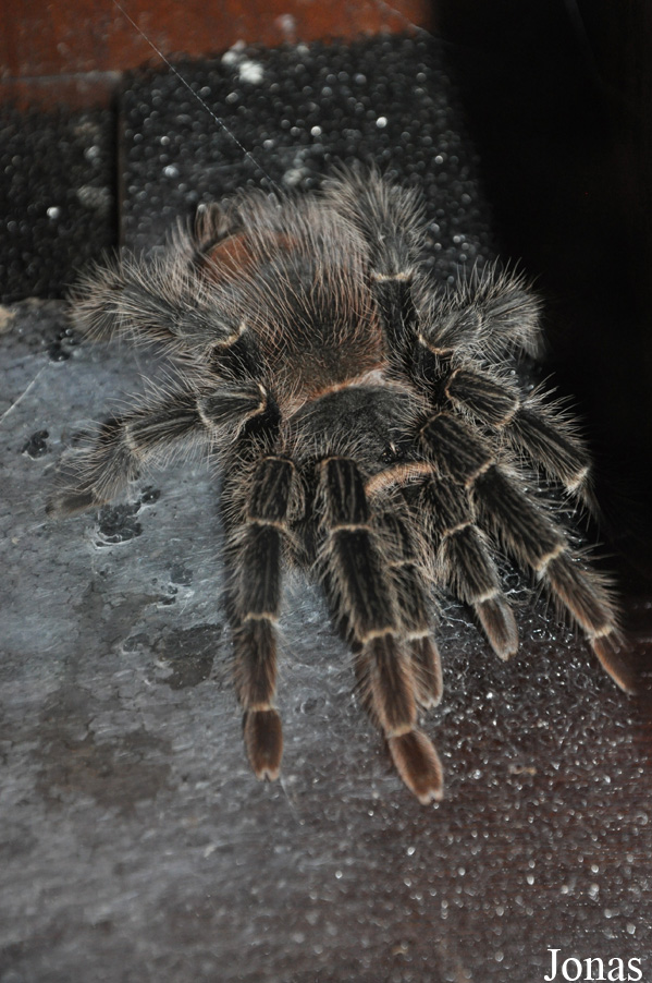 Brachypelma albopilosum