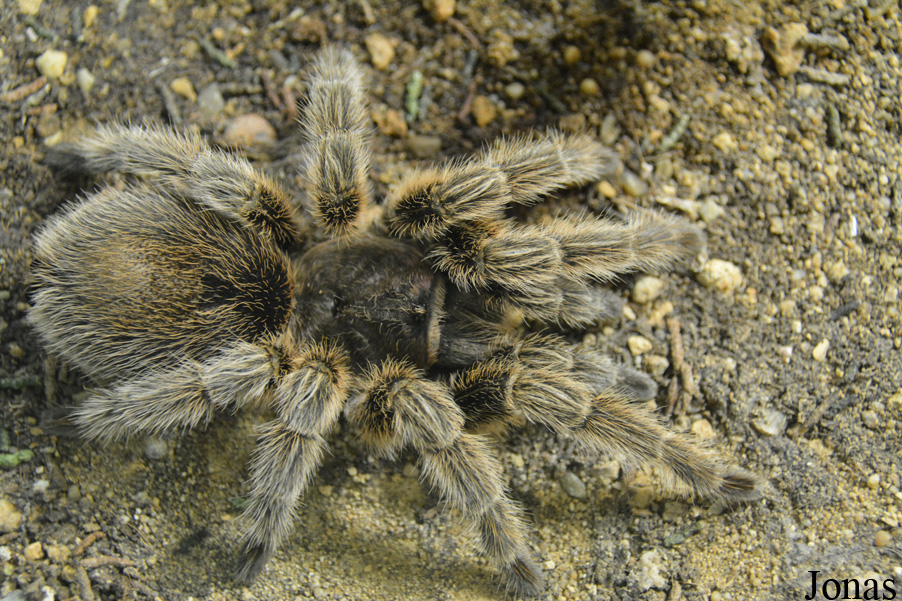 Brachypelma albopilosum