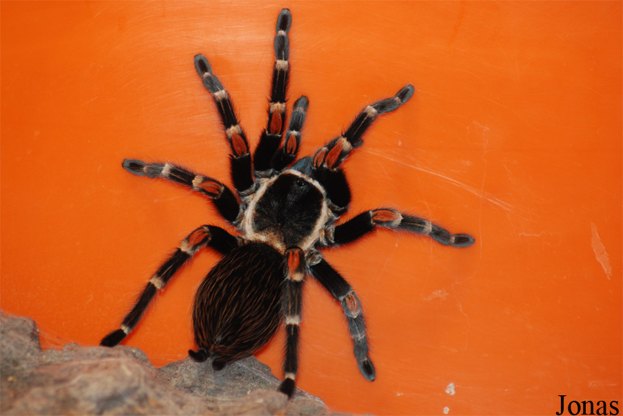 Brachypelma auratum